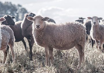Eine Herde mehrfarbiger Schafe, Schaf schaut in die Kamera von John Quendag