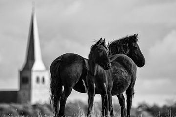 Friesian horses by Mirjam Rypma