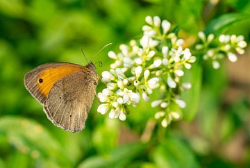 Grand œil-de-bœuf Maniola jurtina Papillon sur une fleur sur Animaflora PicsStock