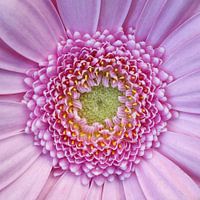 Gerbera