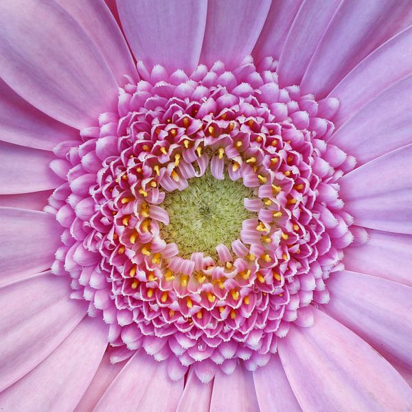 Gerbera von Bob Bleeker