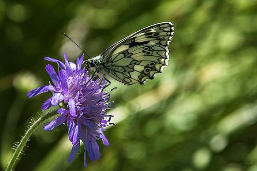 Vlinder op bloem