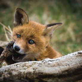 Jungfuchs mit Knochen von Capturedby_Kim