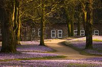 krokusbloem