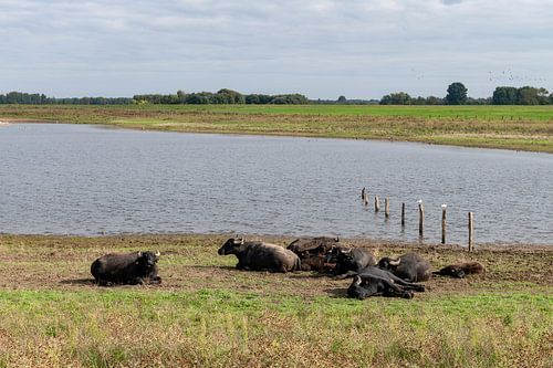 Bislicher Insel Nordrhein-Westfalen