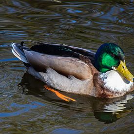 Eend zwemmend in het water (mannetje) van Maxwell Pels
