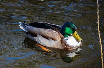 Eend zwemmend in het water (mannetje) van Maxwell Pels