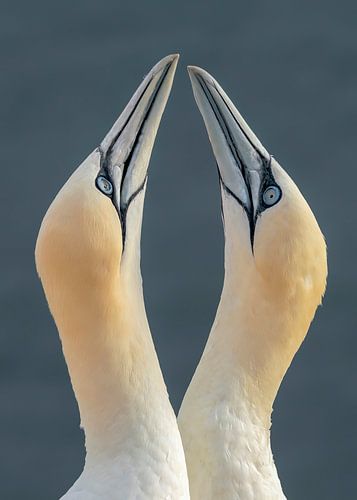 L'amour entre deux Jan van Genten (Morus bassanus).  Les oiseaux d'amour.