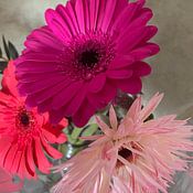 Tea Roelofsen Profilfoto