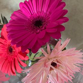 Tea Roelofsen photo de profil