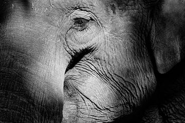 Elefant von Peter Zeedijk