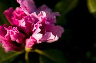 roze bloem, rhododendron | fine art fotografie kunst van Karijn | Fine art Natuur en Reis Fotografie thumbnail