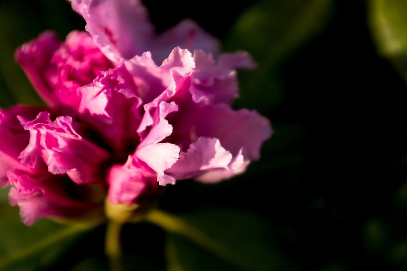 roze bloem, rhododendron | fine art fotografie kunst van Karijn | Fine art Natuur en Reis Fotografie