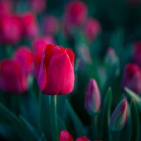 Magische Tulpen von Michel Lumiere