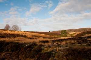 The Posbank, National Park The Veluwezoom - The Netherlands