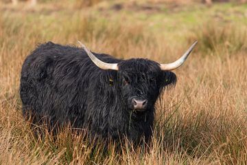 Zwarte schotse Hooglander van Merijn Loch