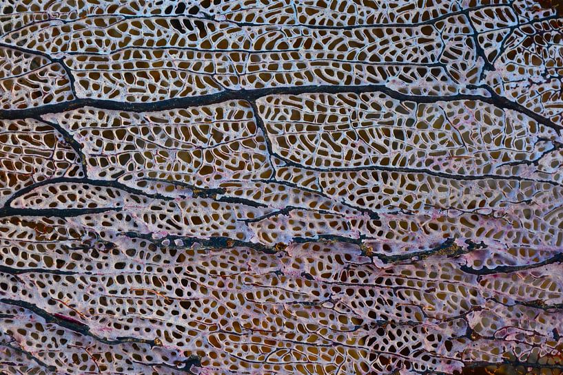 Coral by Ron Steens