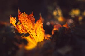 Goldener Herbst — leuchtendes Laub am Wegesrand