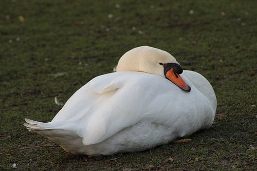 Zwaan bij Brugse zonsondergang
