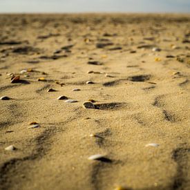 Shells in the sand by Martijn Tilroe