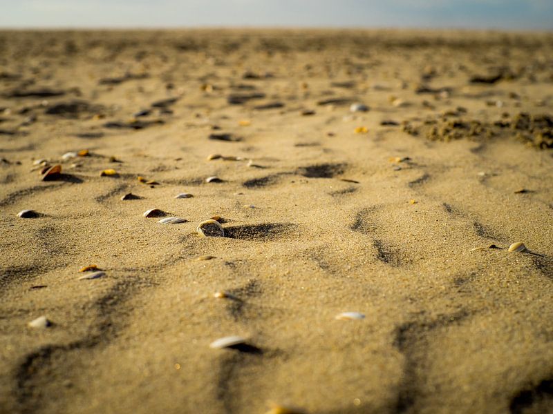 Schelpen in het zand van Martijn Tilroe
