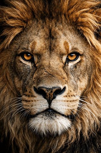 Durchdringender Blick eines Löwen – kraftvolles Wildlife-Porträt