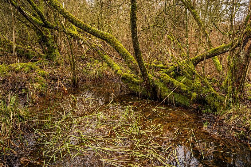 pure nature in the Moerputten nature reserve by Eugene Winthagen