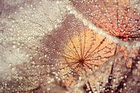 magic drops....