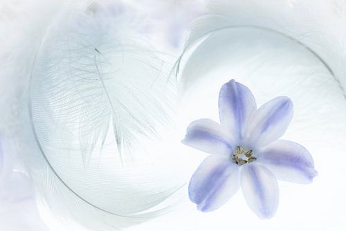 Zachte veren met tere bloem