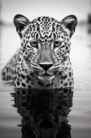 Jaguar in the water