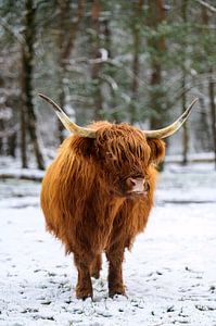 Schottische Highlander-Rinder im Winter im Schnee