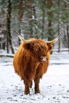 Schotse Hooglander in de sneeuw tijdens de winter