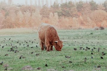 Schotse Hooglanders in de Nederlandse Duinen van Anne Zwagers