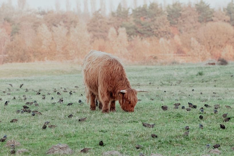 Les Highlanders écossais dans les dunes néerlandaises par Anne Zwagers