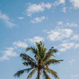 Palm tree by Insolitus Fotografie