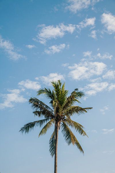 Palm tree by Insolitus Fotografie