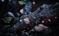 Mushrooms