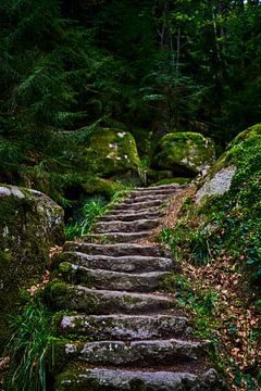Vieux chemin de pierre dans la forêt