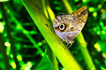 Butterfly on wonderful plants by Andreas Völkel