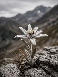 Edelweiss in de Alpen