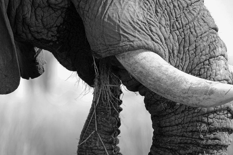 zwart wit olifantslurf in Okavango van Marieke Funke
