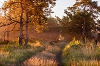 Grenspark Kalmthoutse Heide