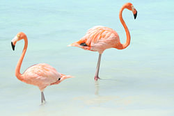 Flamants roses