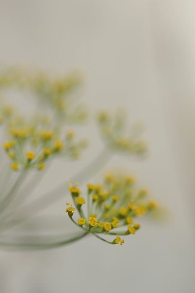 stilte by Nanda Nieuwhoff-de Groot