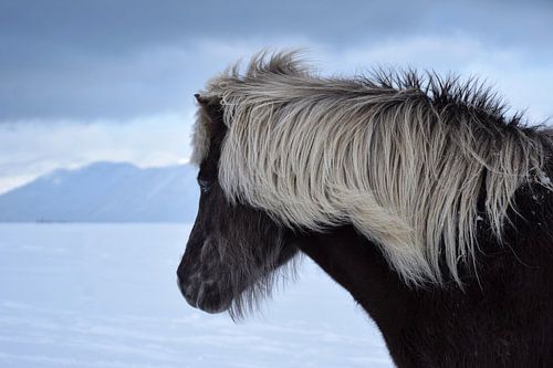 IJslands paard in de IJslandse winter