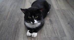 schwarzer Hauskater mit weißem Lätzchen und weißen Pfoten