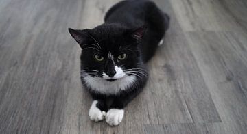 chat domestique noir avec bavoir blanc et pattes blanches