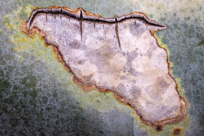 Weltkarte in einem Agavenblatt von Betty van Engelen