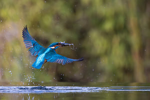 Eisvogel im Flug.