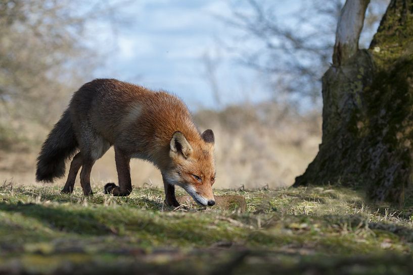 Red fox  par Menno Schaefer